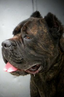 DOTTORE