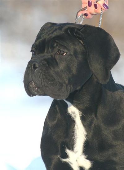 STANLEY PAT EXCALIBUR