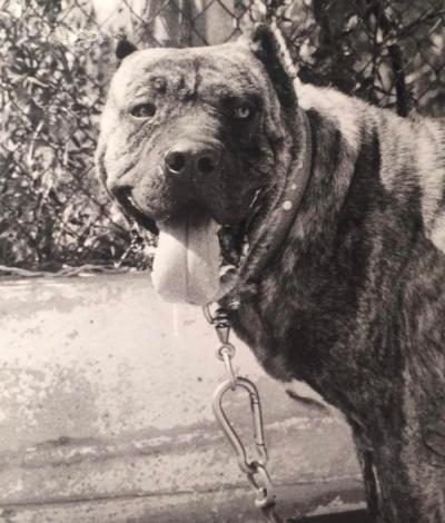ASTOR