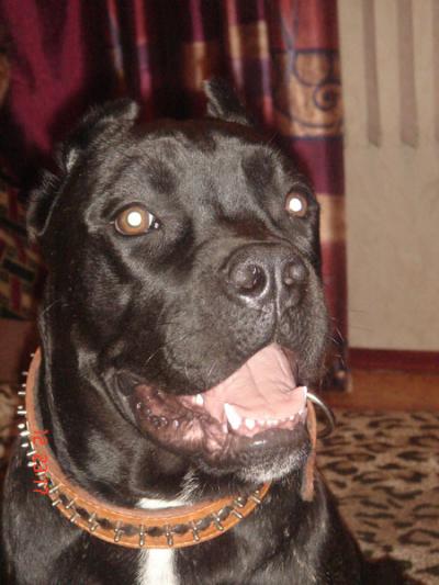 STANLEY PAT RENE