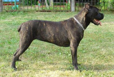 STANLEY PAT ZOI