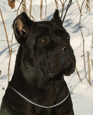 OLLADA ARLEKIN HLOIA