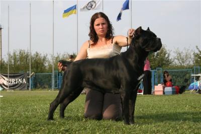 CENZURA IZ DINASTII CHEMPIONOV