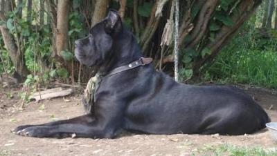 NIKITA