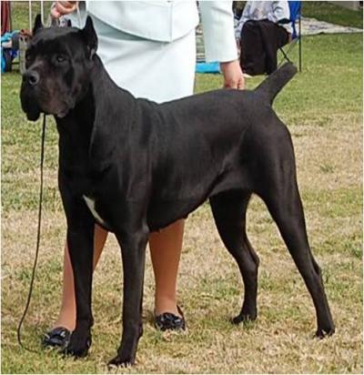 GINEVRA DELLA RURALIS GENS