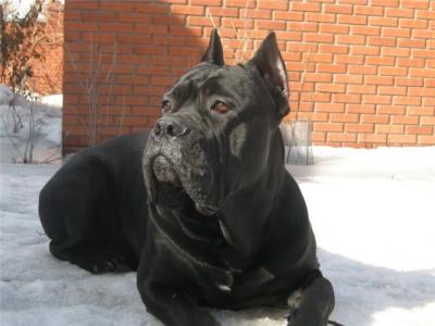 BRAVE KING RIMSKIY VOIN