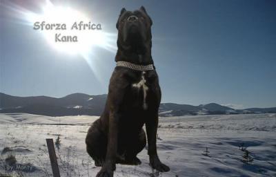 SFORZA AFRICA