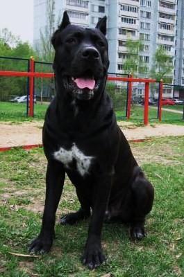ARGUS DEO VOLENTE