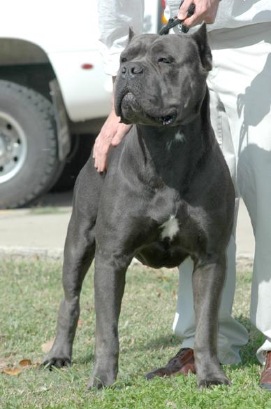LEONITIS BIGSHOW SARGENT