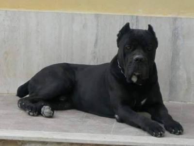 ESCULAPIO
