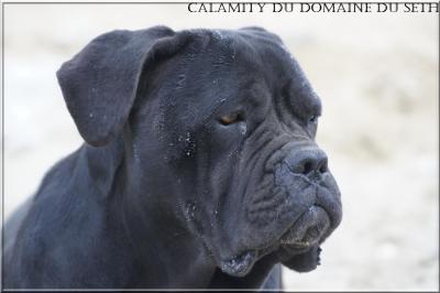 CALAMITY DU DOMAINE DU SETH