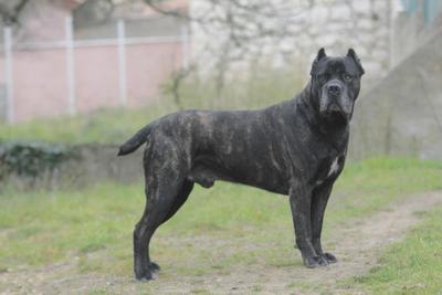 PRODIGY CORSO OF BAJEROVA