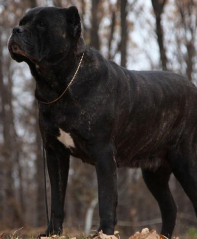 TOSCA DELL'ANTICO CERBERUS