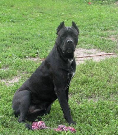 BAGHEERA DOLCE GRACIOSO