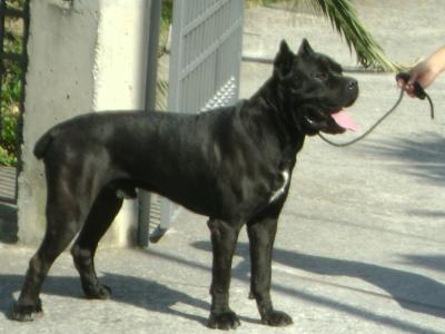 BENHUR