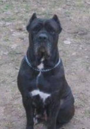 DOG-CHOWN BIANA