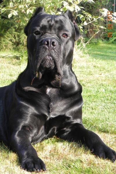 MORPHEUS CON AMORE VOLTURI FCI