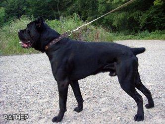 CORSO BELLA BRAVO VAGNER