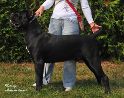 ARCHIE ANMACCO
