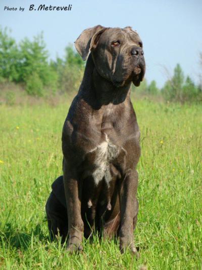 TUNDRA DEL ROSSO MALPELLO