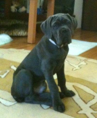 DIONIS CESAR GOLDEN MOLOSS