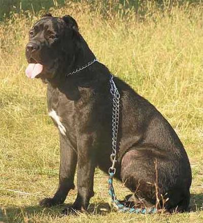 MEDEA DEL CANE DEI CASPIO