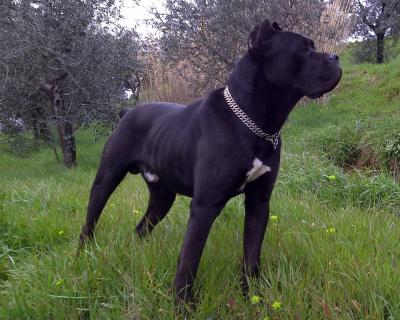 MERLINO