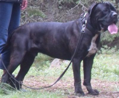 NERO D' AVOLA'S BAD TO THE BONE