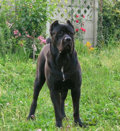 RUS BEST LINE BLACK DIAMOND