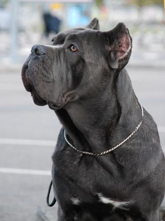 BOHEMA BLAZE A‘SHADE