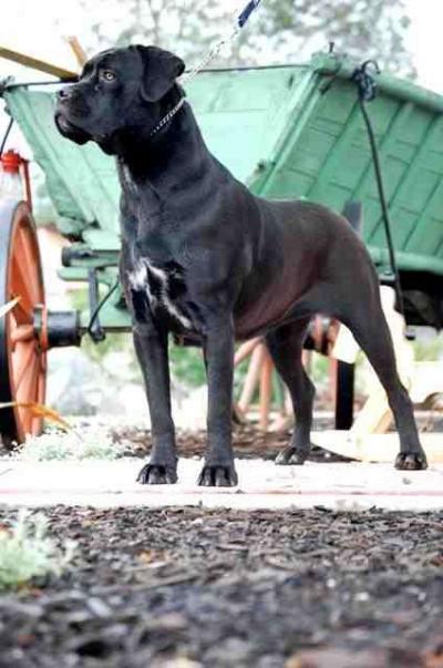 QUIS CORSO FOR BAJEROVA