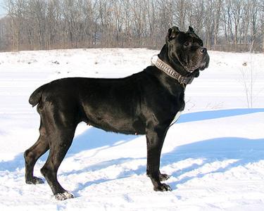 CEONTY