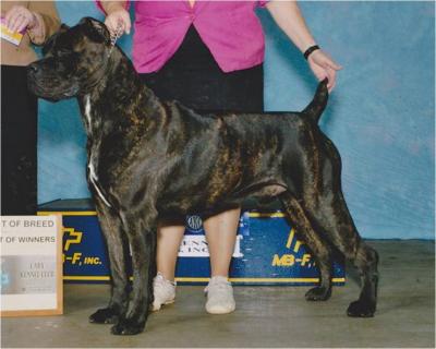 BLUE RIDGE ROCCO
