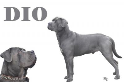 DIO