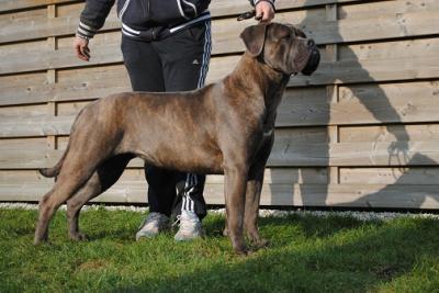 ROTHORM JY DREAM DAKOTA
