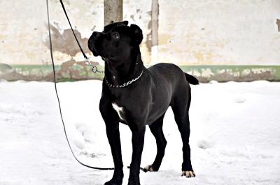 SFORZA SAMBA