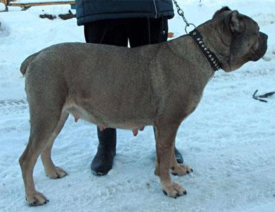 URZA DZHES