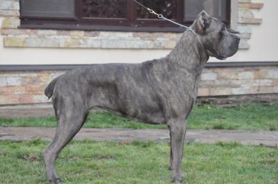 STANLEY PAT DOLCHE VITA