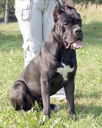 EKSKLJUZIV-N NIKITA