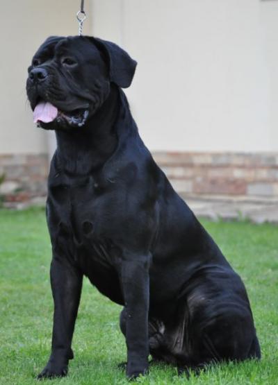 STANLEY PAT HARLEY