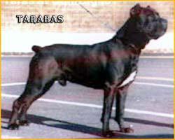 TARABAS