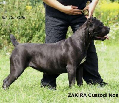 ZAKIRA CUSTODI NOS