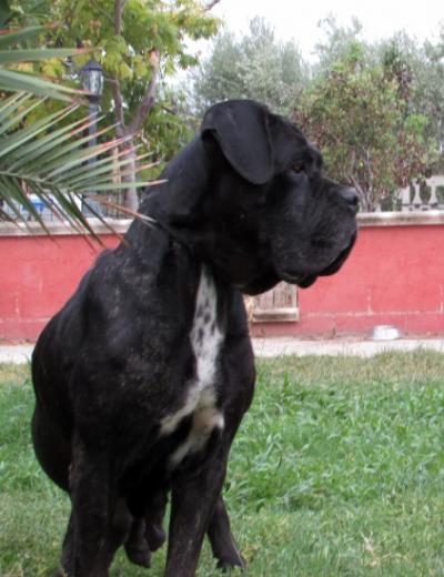 BAGHERA