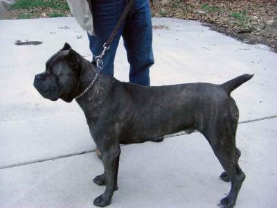CASTLEGUARD PERSEUS