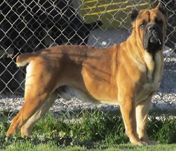 ROTHORM JY DREAM ORO
