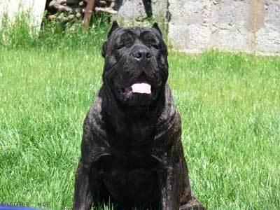 ZERON DE VENSAN