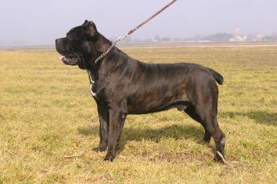 DIRYO