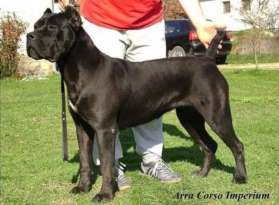 ARRA CORSO IMPERIUM