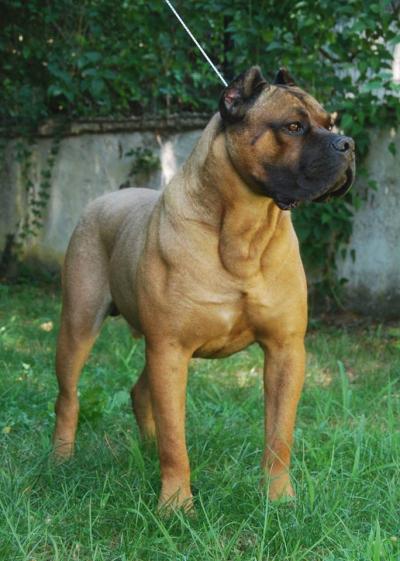 LEONE