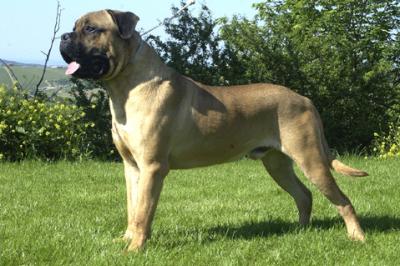 ARES DEI SILVANBULL